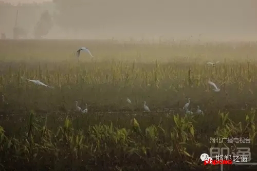 連日來，一群約有40只的白鷺棲息在邯鄲廣平縣東張孟鄉(xiāng)附近的一片玉米田地里。時而戲耍，時而自由自在地飛翔，它們描繪了一幅自然秀美的田園風(fēng)景。